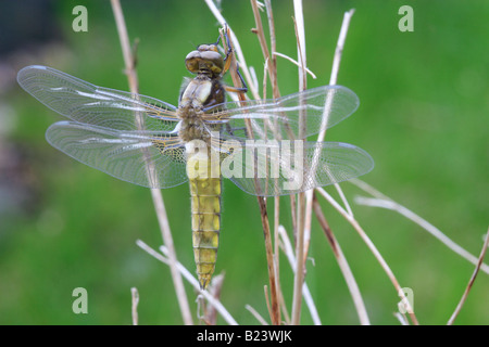 Broad-Bodied Chaser libellule, Phase fraîchement émergés (adultes immatures). Lubellula depressa. Banque D'Images