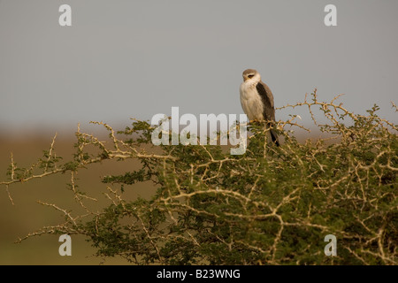 Kite Black-Winged perché dans un arbre, dans la région de Ndutu Ngorongoro Conservation Area de Tanzanie Banque D'Images