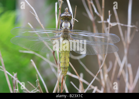 Broad-Bodied Chaser libellule, Phase fraîchement émergés (adultes immatures). Lubellula depressa. Banque D'Images