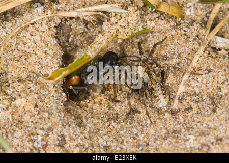 Chasse à l'araignée (guêpes pompiles : Anoplius infuscatus) le déplacement d'un paralysé (araignée Xerolycosa miniata) dans son terrier Banque D'Images