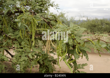 Le miel Mesquite (Prosopis glandulosa), Arizona, USA Banque D'Images