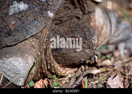 La tortue serpentine (Chelydra serpentina) head shot Banque D'Images