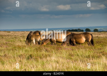 Poneys Exmoor près de Dulverton. Parc National d'Exmoor. Le Somerset. L'Angleterre Banque D'Images