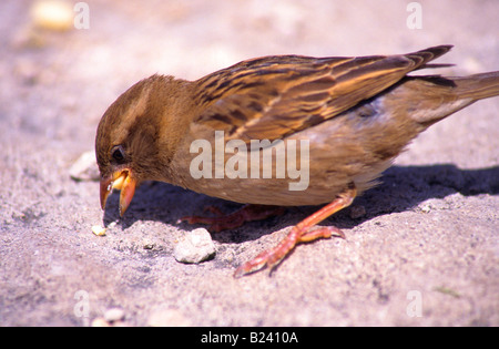 Moineau domestique Passer domesticus graines alimentaires Banque D'Images