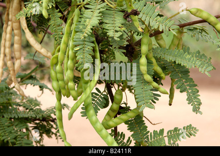 Le miel Mesquite (Prosopis glandulosa), Arizona, USA Banque D'Images