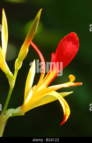 Canna miniature rétroéclairé lily par la lumière directe du soleil Banque D'Images