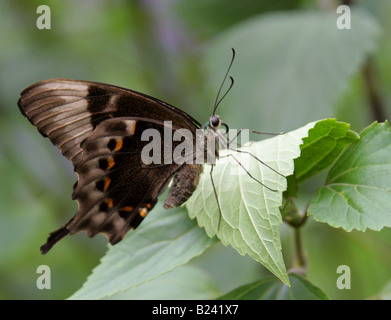 Vert-émeraude ou baguées Swallowtail Butterfly (dessous), Papilio palinurus Papilionidae, Banque D'Images