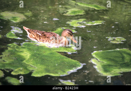 Canard de l'étang de l'écume d'Algues Algues vertes Banque D'Images