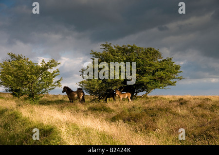 Poneys Exmoor près de Withypool. Parc National d'Exmoor. Le Somerset. L'Angleterre Banque D'Images