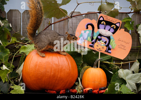 Écureuil d'Halloween assis sur une citrouille orange vue de côté photos images photos Grande haute résolution horizontale aux États-Unis haute résolution aux États-Unis haute résolution Banque D'Images