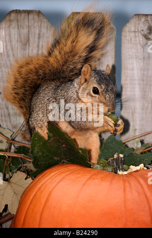 Écureuil d'Halloween assis sur la citrouille et manger des noix de vue de face très haute résolution images photos format vertical aux États-Unis US haute résolution Banque D'Images