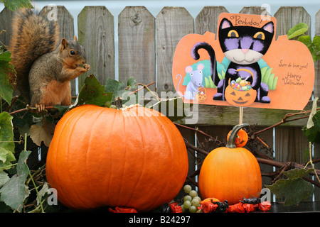 Écureuil d'Halloween assis sur une citrouille orange et manger de côté noix vue photos images photos Grande haute résolution horizontale aux États-Unis haute résolution aux États-Unis haute résolution Banque D'Images