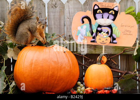 Écureuil d'Halloween assis à l'extérieur sur une citrouille orange images images grandes images haute résolution horizontale aux États-Unis haute résolution aux États-Unis haute résolution Banque D'Images