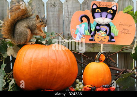 Écureuil d'Halloween assis à l'extérieur sur une citrouille orange images images grandes images haute résolution horizontale aux États-Unis haute résolution aux États-Unis haute résolution Banque D'Images