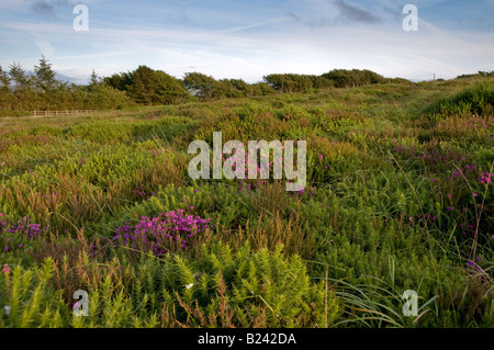 Vue depuis Holdstone vers le bas. Parc National d'Exmoor. Le nord du Devon. L'Angleterre Banque D'Images