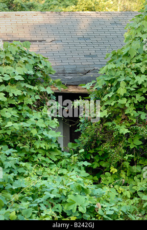 Vignes Kudzu dépasser un bâtiment abandonné dans le nord-ouest de la Géorgie Banque D'Images