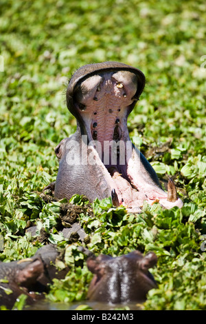 Close up of big Hippo tête bouche grande ouverte montrant les dents à 2 petits hippopotames dans le marais vert de Masai Mara du Kenya Banque D'Images