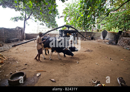 Ox est au travail dans une distillerie de Grog Ribeira Grande sur Santo Antao Cape Verde Banque D'Images