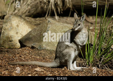 Bridled nailtail wallaby, onychogalea fraenata seul adulte Banque D'Images