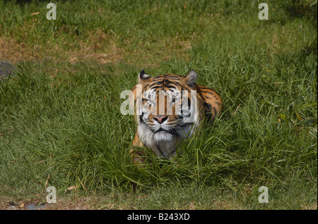 Un tigre du Bengale Panthera tigris bengalensis allongé dans l'herbe Banque D'Images