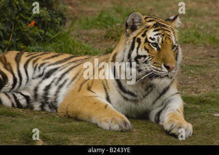 Un tigre du Bengale Panthera tigris bengalensis au repos Banque D'Images