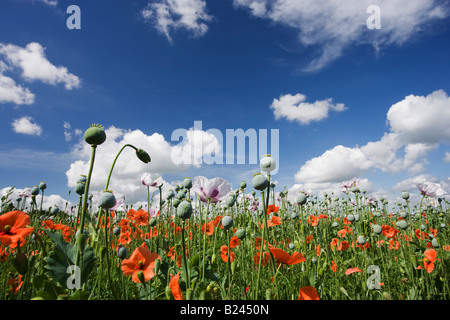 Champ de coquelicots, Brixworth, Northamptonshire, England, UK Banque D'Images