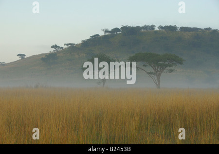 Lever de soleil brumeux près d'Estcourt, Kwazulu Natal, Afrique du Sud Banque D'Images