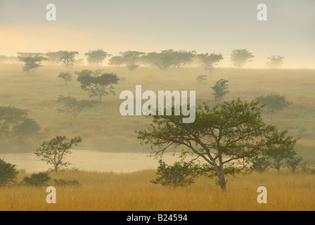 Lever de soleil brumeux près d'Estcourt, Kwazulu Natal, Afrique du Sud Banque D'Images