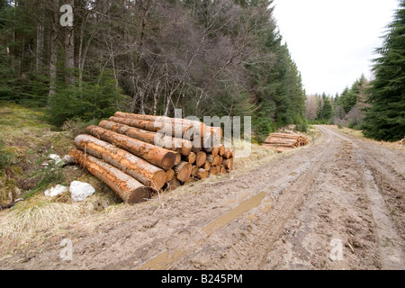 Connectez-vous les pieux dans l'attente de la forêt collection Banque D'Images