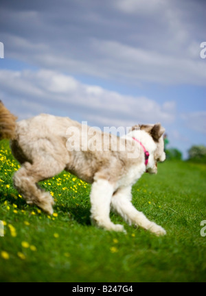 Bearded Collie chien qui court dans la campagne britannique Banque D'Images