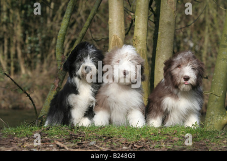 Bearded collie colley barbu,chien,chiot,Animaux,,trois,pappies,petit,assis,animal,couleurs,race,purebreed Banque D'Images