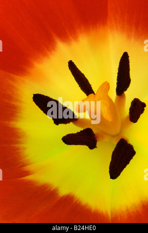 Étude macro d'une tulipe (étamines et pistil) Banque D'Images