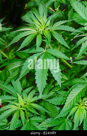 Jeune plante de cannabis venant à échéance dans une culture en intérieure Banque D'Images