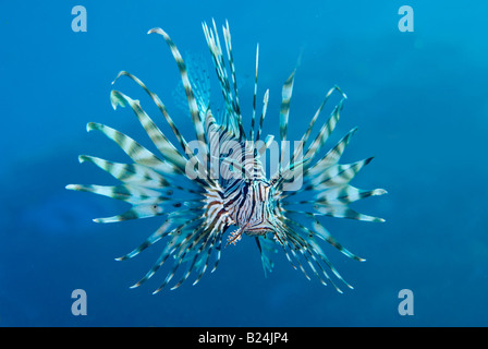 Poisson-papillon commun en se regardant dans la réflexion. port dôme Banque D'Images