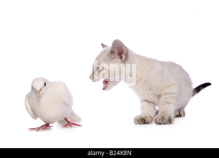 Neige Cute chatons avec bouche ouverte parler à colombe blanche isolé sur fond blanc Banque D'Images