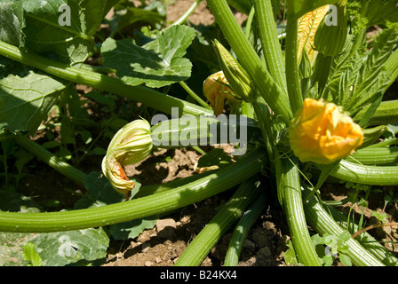 Stock photo de courgettes poussant dans la parcelle de terrain végétale Banque D'Images