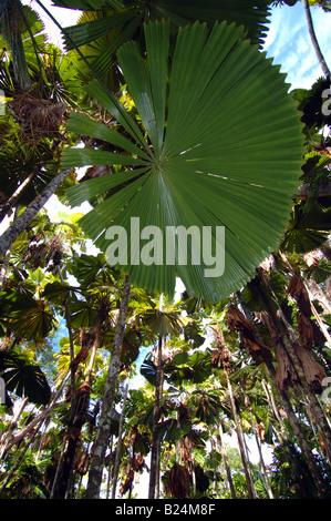 Fan palm Licuala Licuala State Forest rainforest ramsayi Mission Beach Queensland Australie Banque D'Images