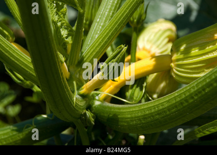 Stock photo de courgettes poussant dans la parcelle de terrain végétale Banque D'Images