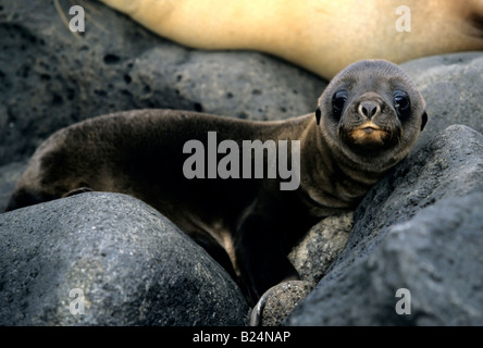 A Baby Sea Lion Looks Up As A Little Boy Rides A Horse Used For Dragging Fishing Boats To The Pacific Beach In Papudo Some 180 Kms Northwest Of Santiago February 4