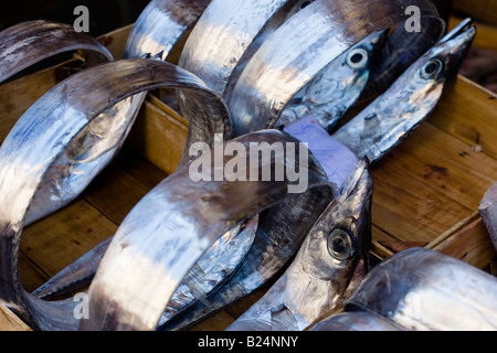 Poisson d'argent enroulé dans un bac à La Pescheria di Sant Agata marché aux poissons de Catane, Sicile, Italie Banque D'Images