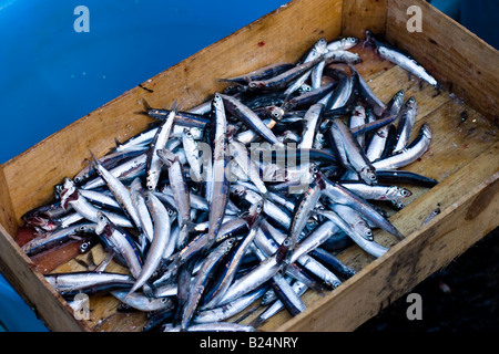 Du poisson frais et des crevettes dans un bac au marché aux poissons de Catane La Pescheria di Sant Agata, Sicile, Italie Banque D'Images