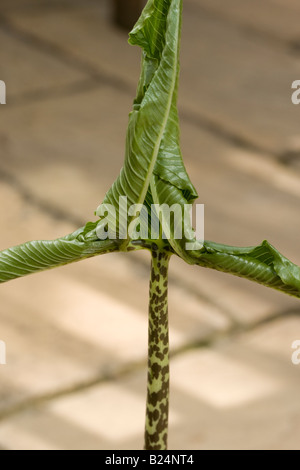 Sauromatum venosum (syn. Arum cornutum) déploiement de feuilles et de la tige Banque D'Images