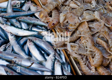 Du poisson frais et des crevettes dans un bac au marché aux poissons de Catane La Pescheria di Sant Agata, Sicile, Italie Banque D'Images