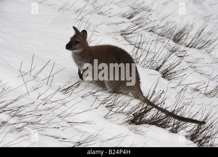 Red-necked wallaby de Bennett ou, macropus rufogriseus, adulte seul debout dans la neige Banque D'Images