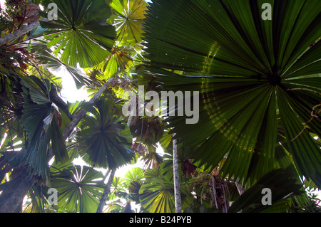Des traces d'herbivorie dans fan palm Licuala Licuala State Forest rainforest ramsayi Mission Beach Queensland Australie Banque D'Images