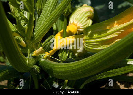 Stock photo de courgettes poussant dans la parcelle de terrain végétale Banque D'Images