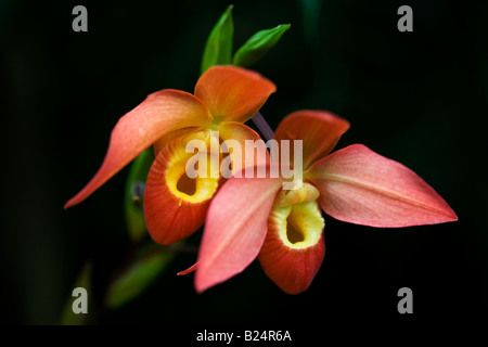 Phragmipedium Orchid, Type Ouaisne Banque D'Images