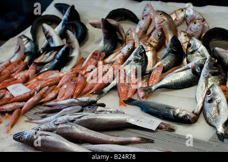 Poisson frais dans un bac au marché aux poissons de Catane La Pescheria di Sant Agata, Sicile, Italie Banque D'Images