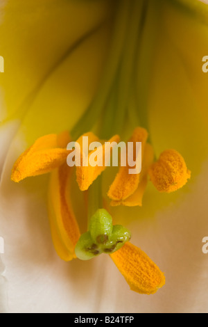 Macro image de trompette Lily Banque D'Images