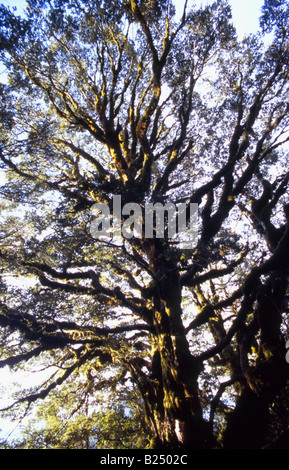 Auvent d'hêtre de montagne (Nothofagus solandri) en hiver vu du dessous, sommet clé, Routeburn Track, Fiordland, Nouvelle-Zélande Banque D'Images